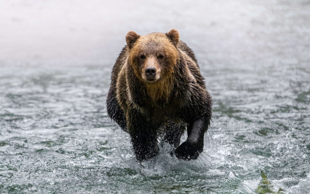 The Great Bears of Bute