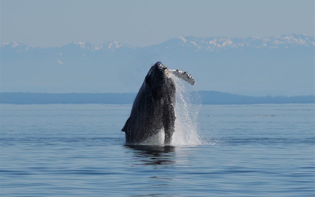 Salish Sea Whale Watching